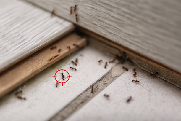 Best Pest Prevention Services  in Glastonbury Center, CT
