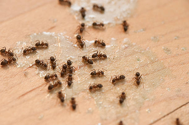 Best Affordable Pest Control Services  in Glastonbury Center, CT